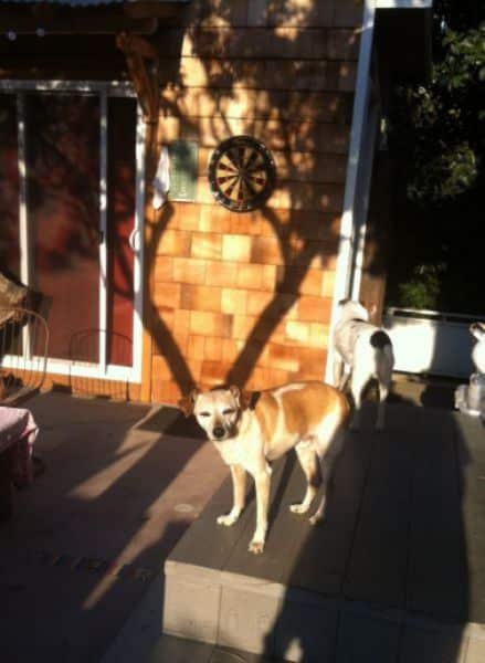 Shadow all over, dog or deer funny photoboms