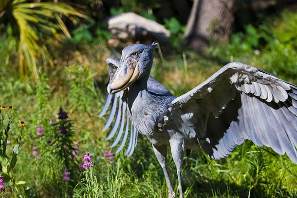 Shoebill Strange Animals