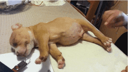 Sleeping Dog Life