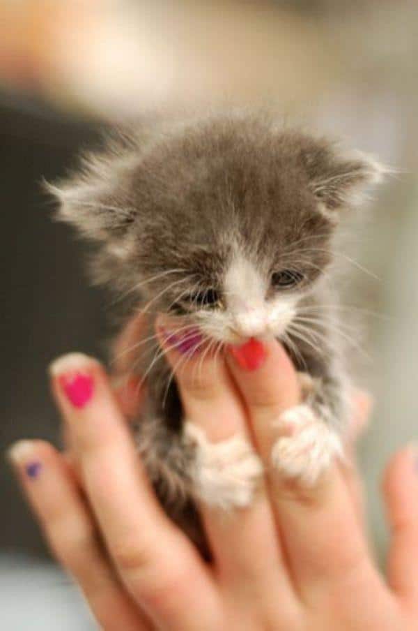 Small Beauty Animal Hug