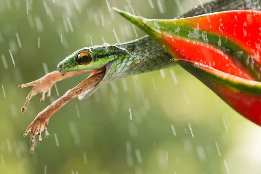 Snake, Arenal Volcano, Costa Rica Photo Contest