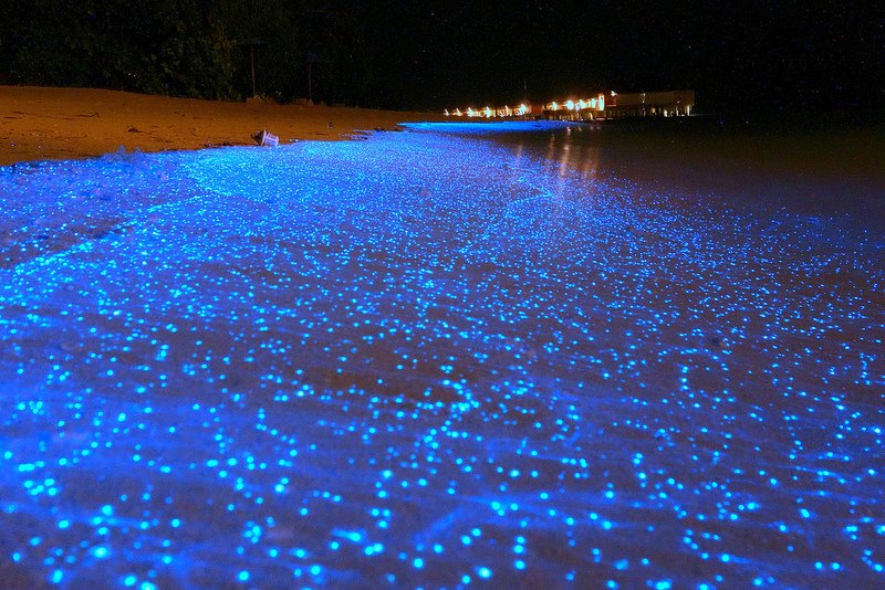 Unusual Beaches 3 Bioluminescent Beach