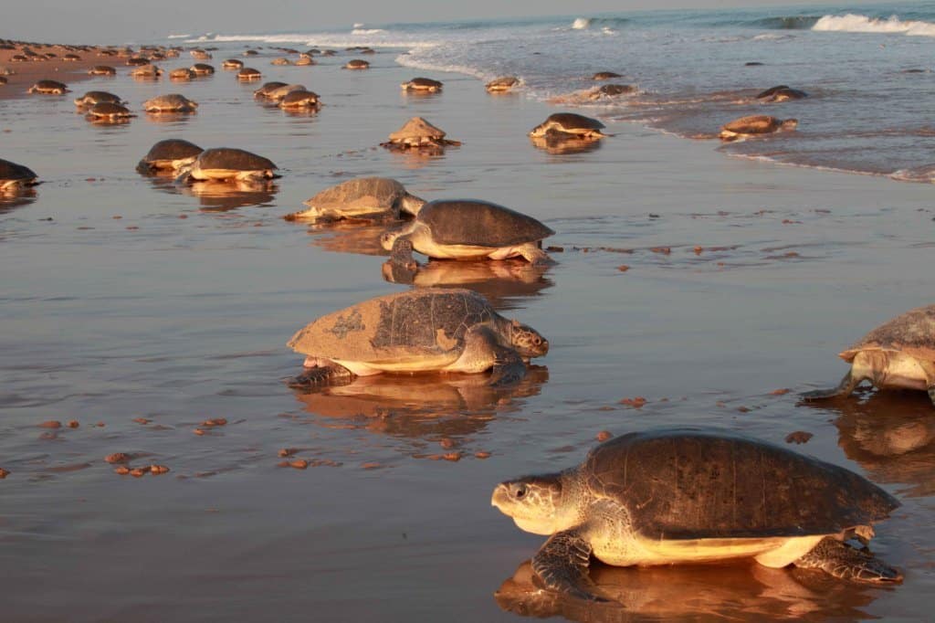 Amazing Beaches 8 Chandipur Beach