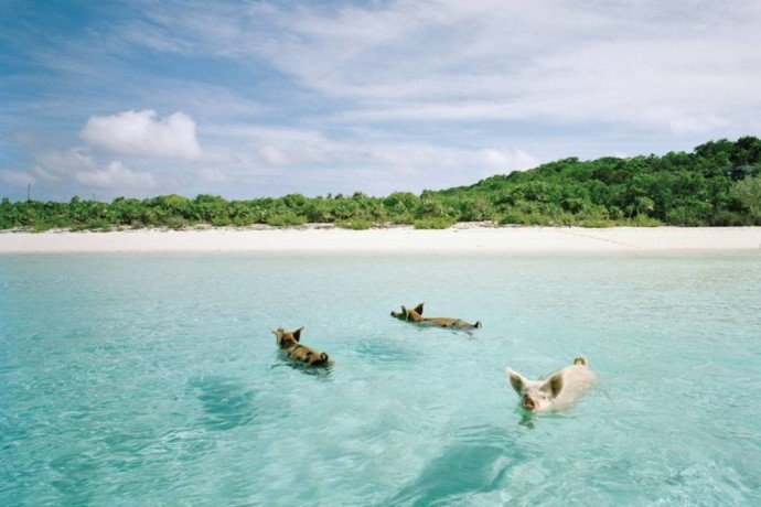 Amazing Beaches 9 Pig Beach