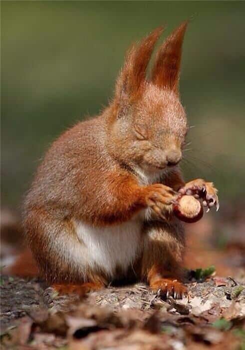 Squirrels nut Perfectly Timed Photos