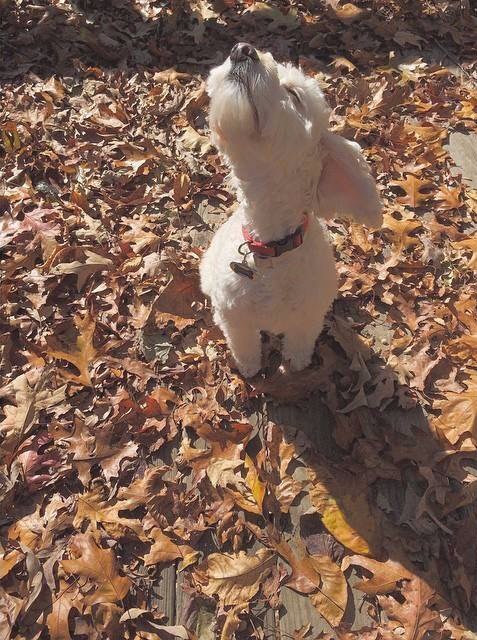 Sun Bath Dog Life