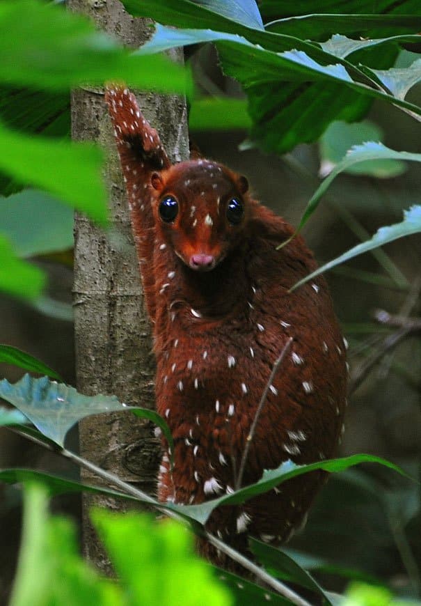 Sunda Colugo Strange Animals