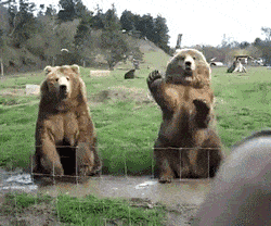 Tata! Goodbye! Bears like human