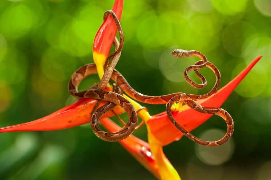 The Caracolera Is A Common, But Restless Snake, Selva Verde Lodge, Sarapiqui, Costa Rica Photo Contest