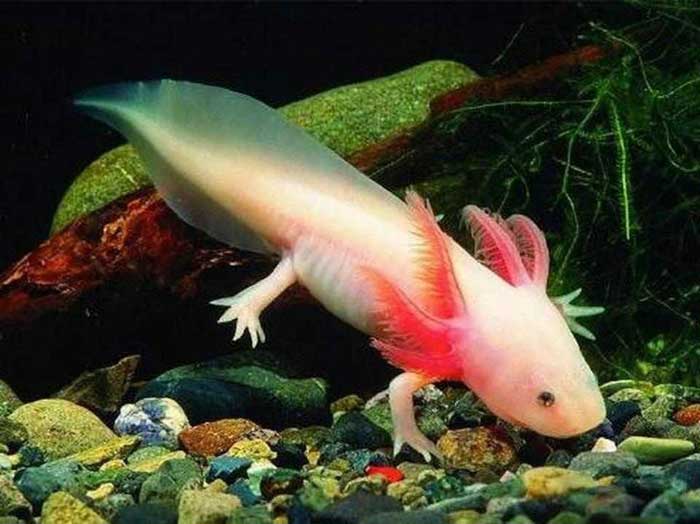 The Mexican walking fish Rare Animals