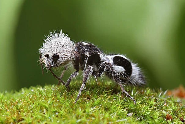 The Panda Ant Strange Animals