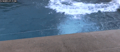 The water is cold. Bears like human