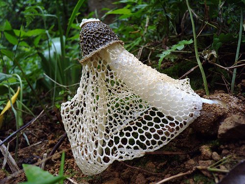Mushrooms Grow Up In Slow Motion Breathtaking!