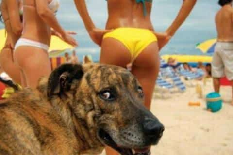 Thirsty Dog Funny Photobombs