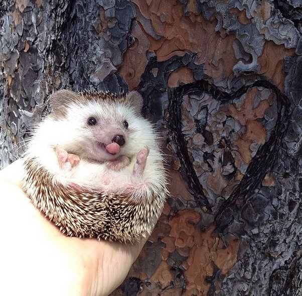 Tongue out Love Hedgehog
