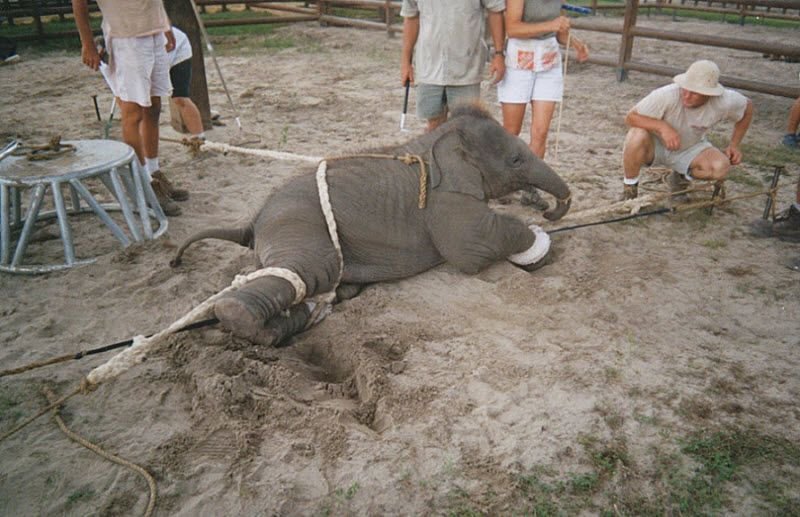 Training Circus Elephants
