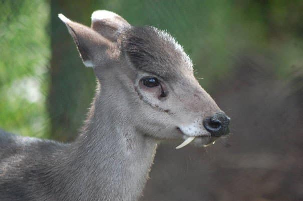 Tutfed Deer Strange Animals