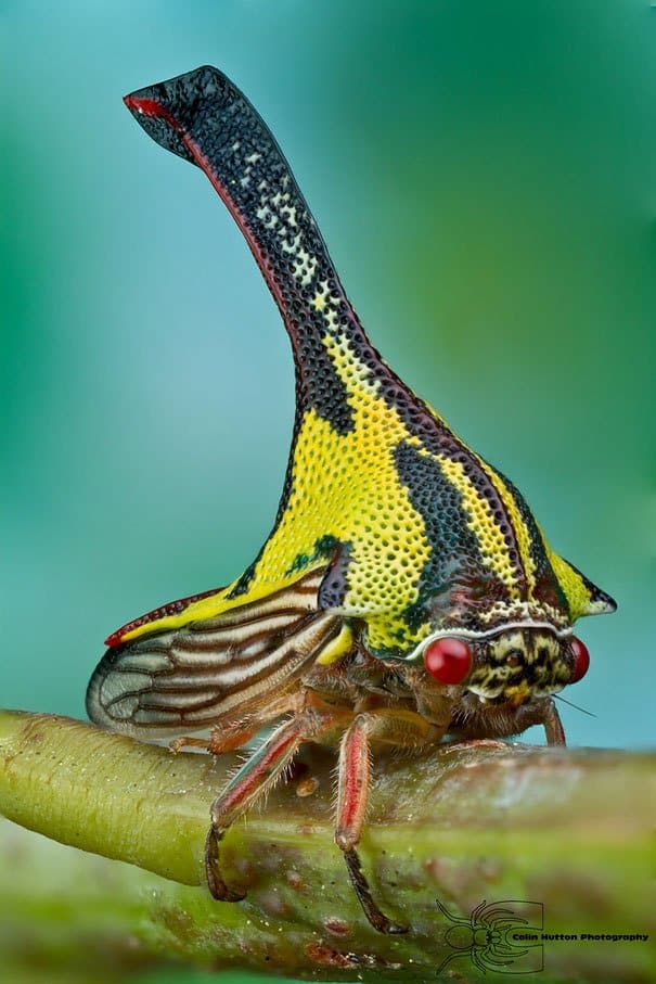 Umbonia Spinosa Strange Animals