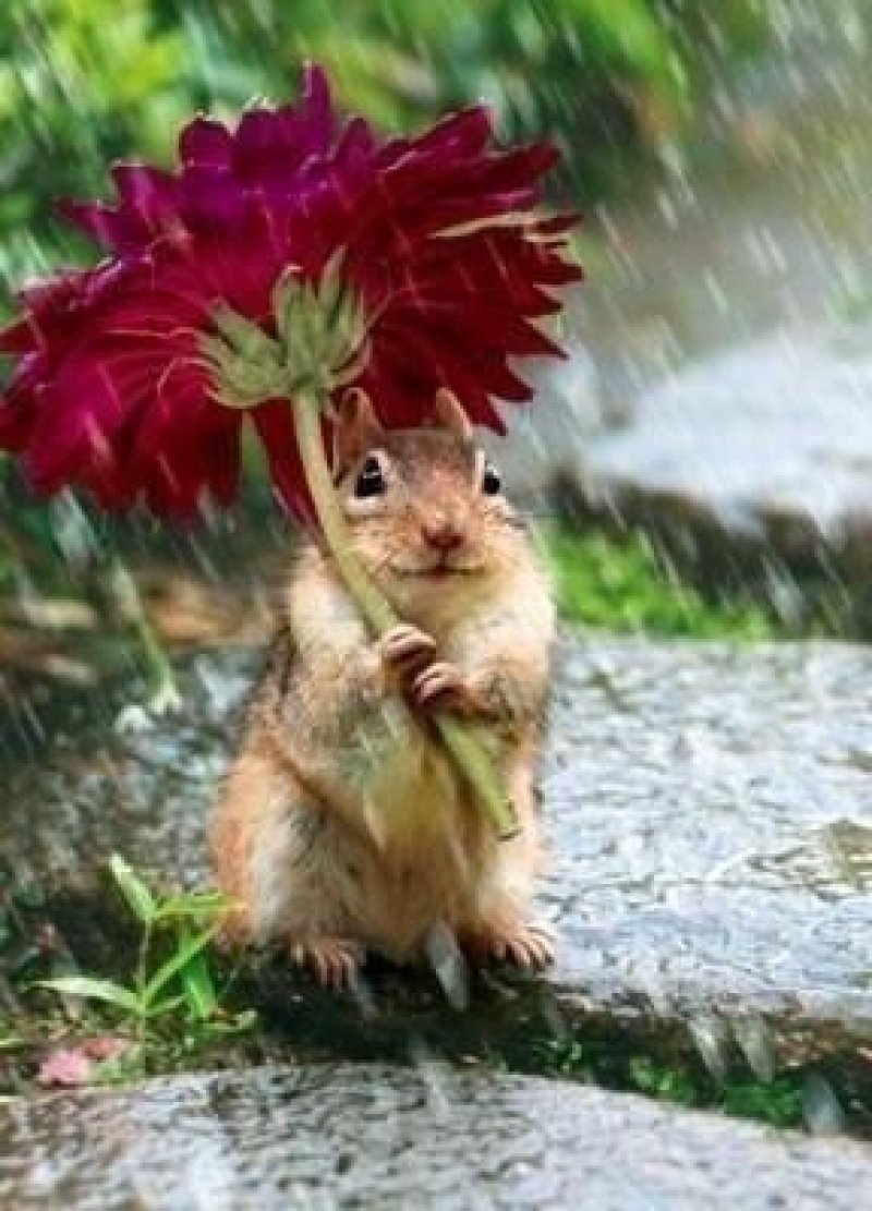 Natural Flower Umbrellas Chipmunk