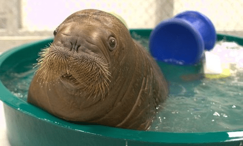 Walrus Shock