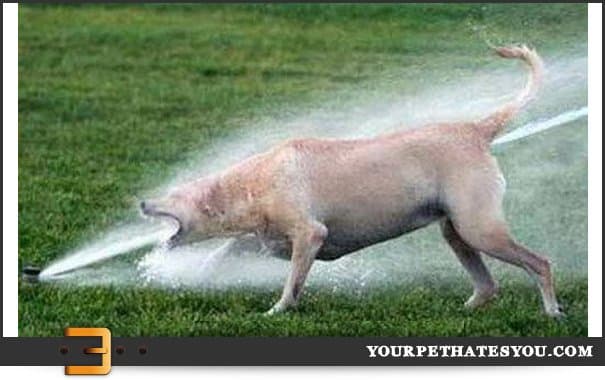 Water goes in and goes out Perfectly Timed Photos