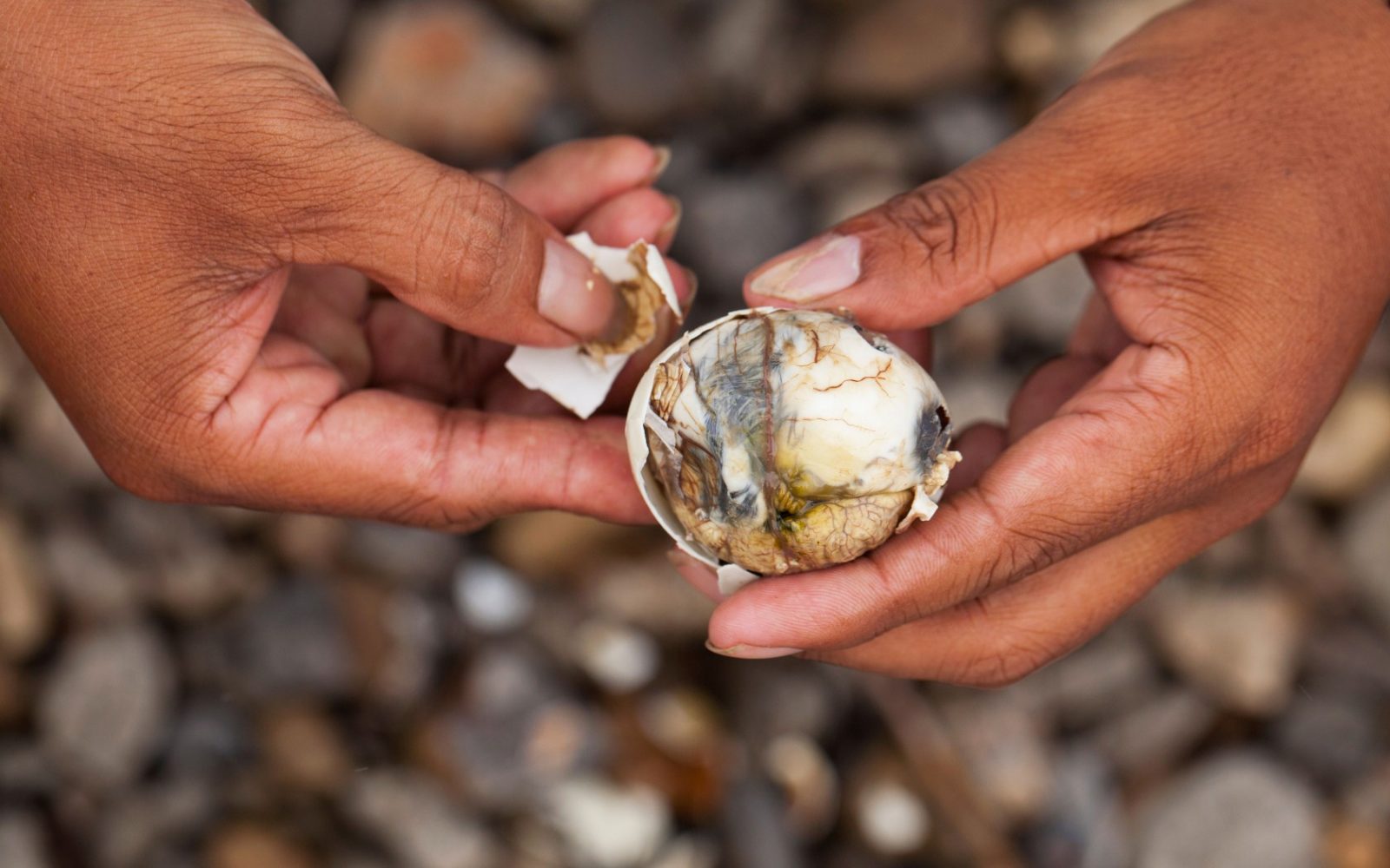 Weird Food - Scary Food 1 Balut Egg