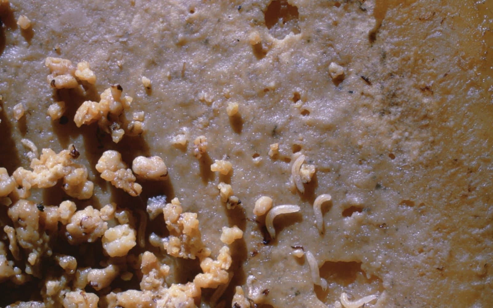 Weird Food - Scary Food 10 Casu Marzu