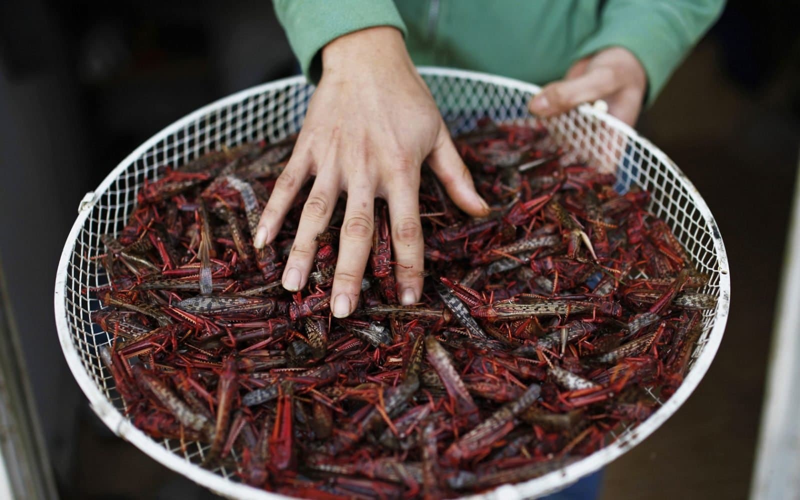 Weird Food - Scary Food 15 Locusts