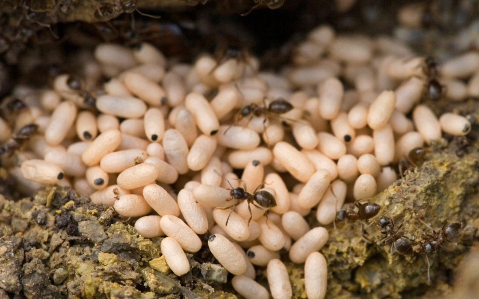 Weird Food - Scary Food 6 White ant eggs soup