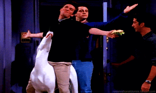 friends white dog