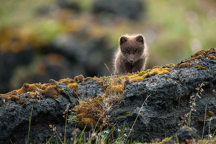 Wild Foxes
