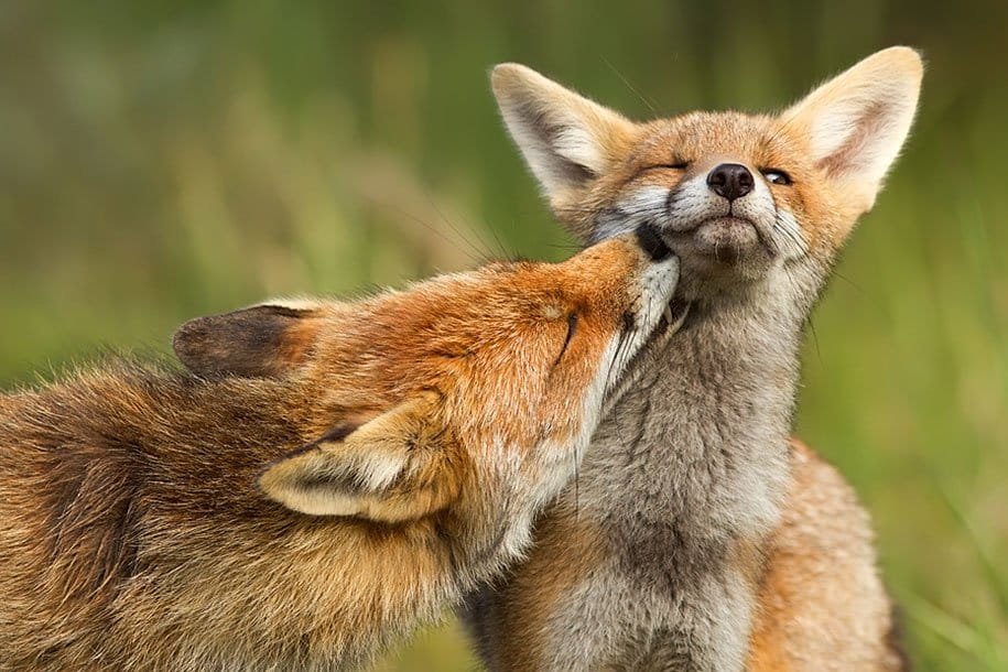 Wild Fox