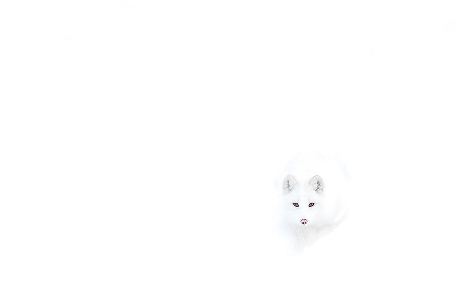 Foxes at Wild Photos