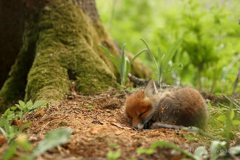 Wild Fox