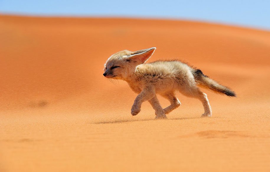Wild Foxes