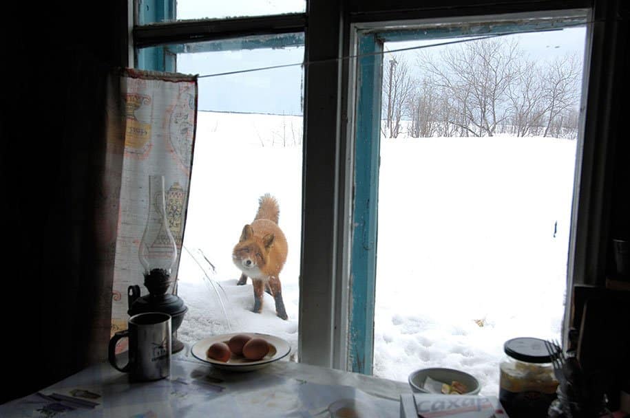 Wild Fox