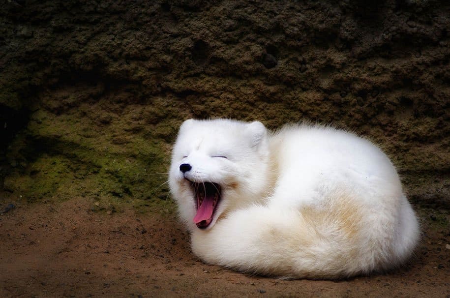Foxes at Wild Photos