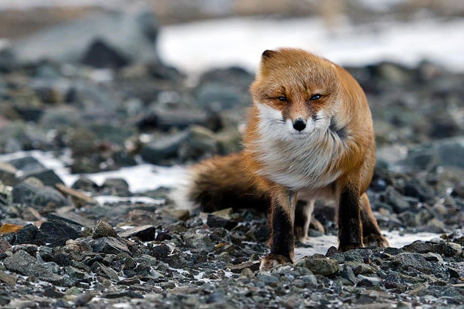 Wild Foxes