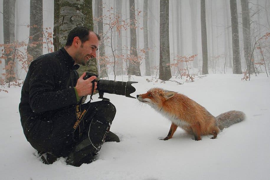 Wild Fox