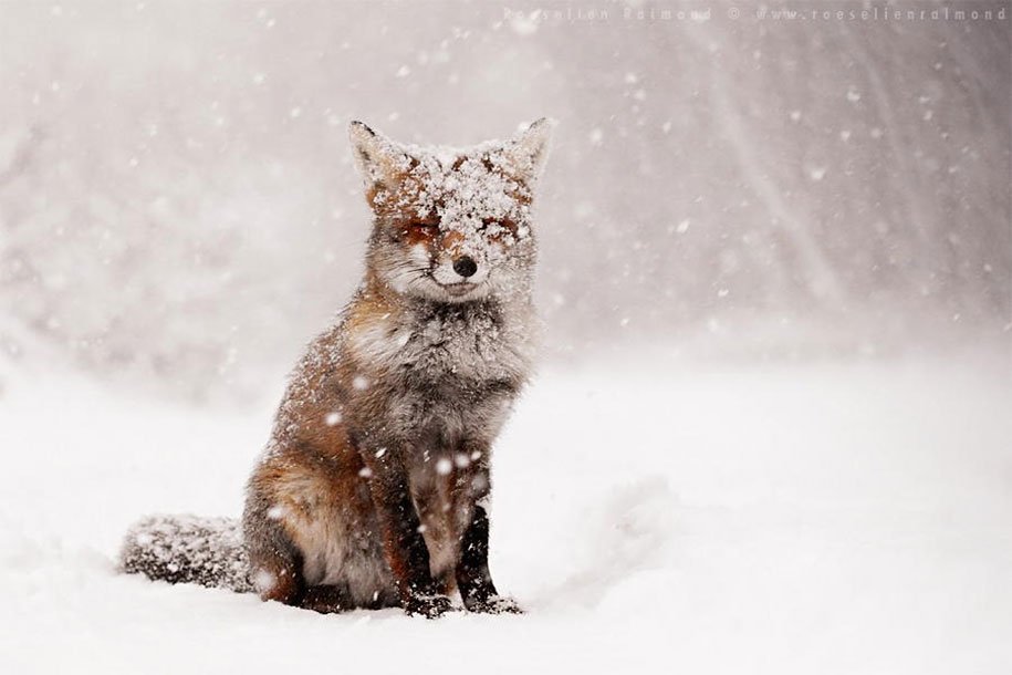 Wild Foxes