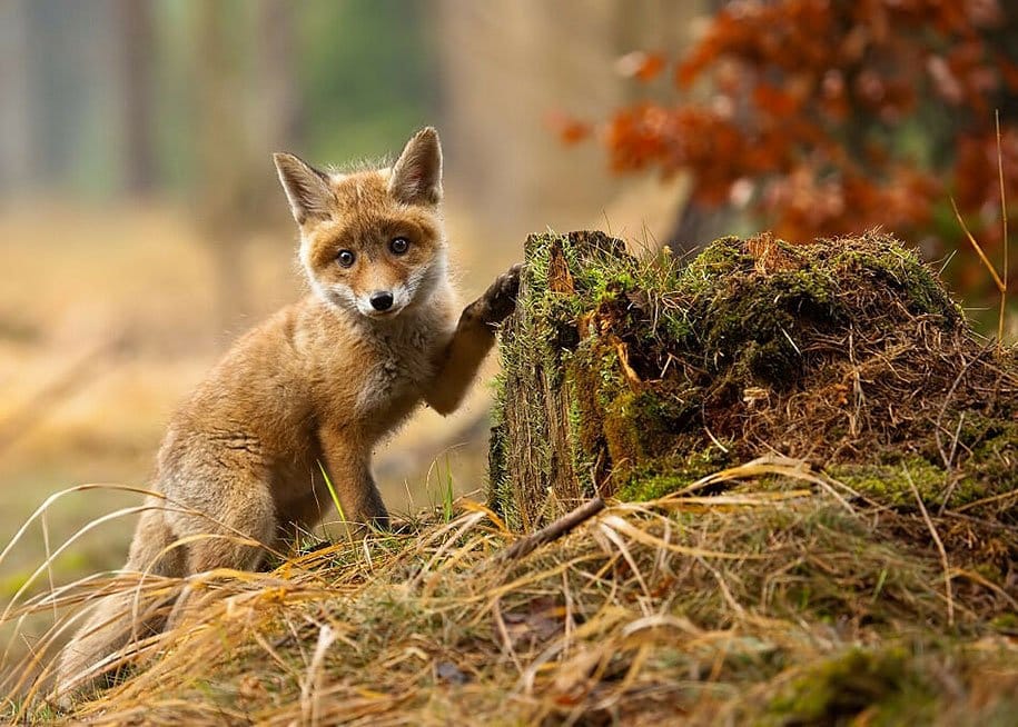 Foxes at Wild Photos