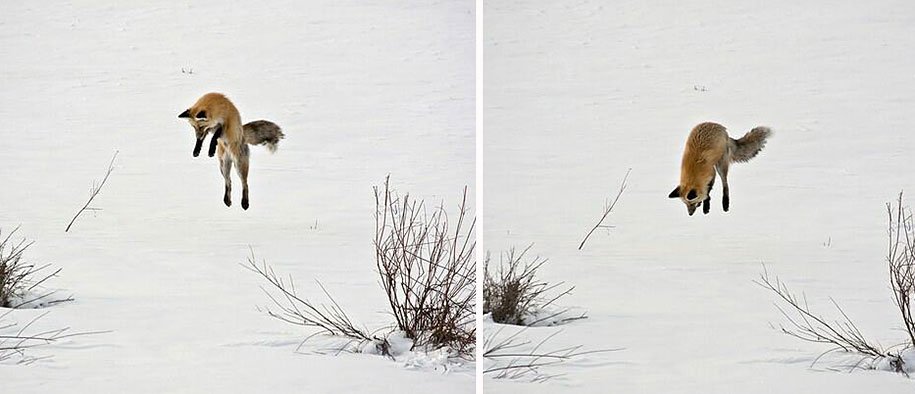 Wild Fox