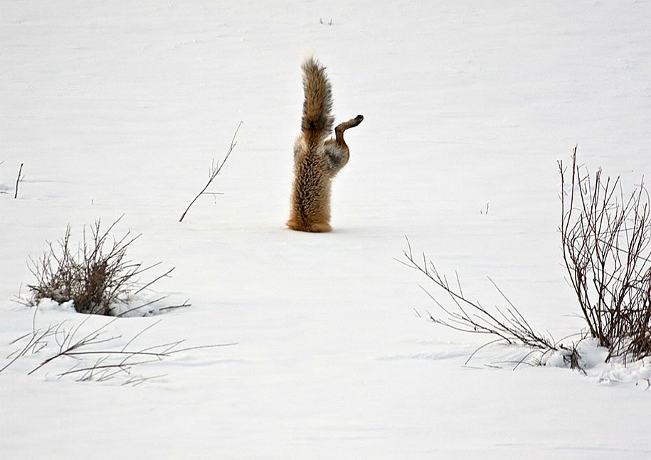 Wild Foxes