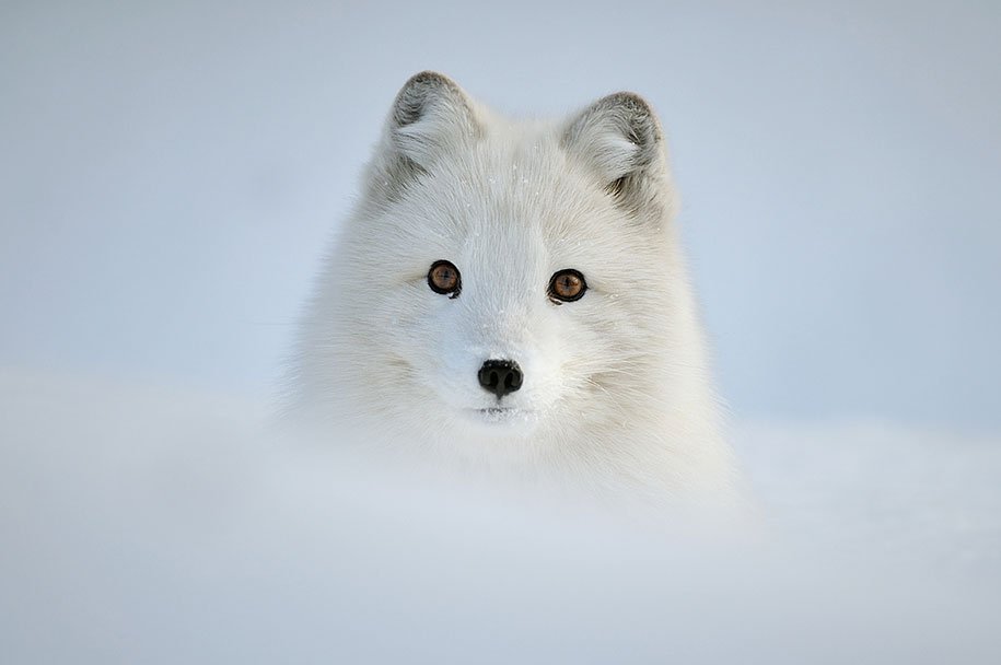 Wild Foxes