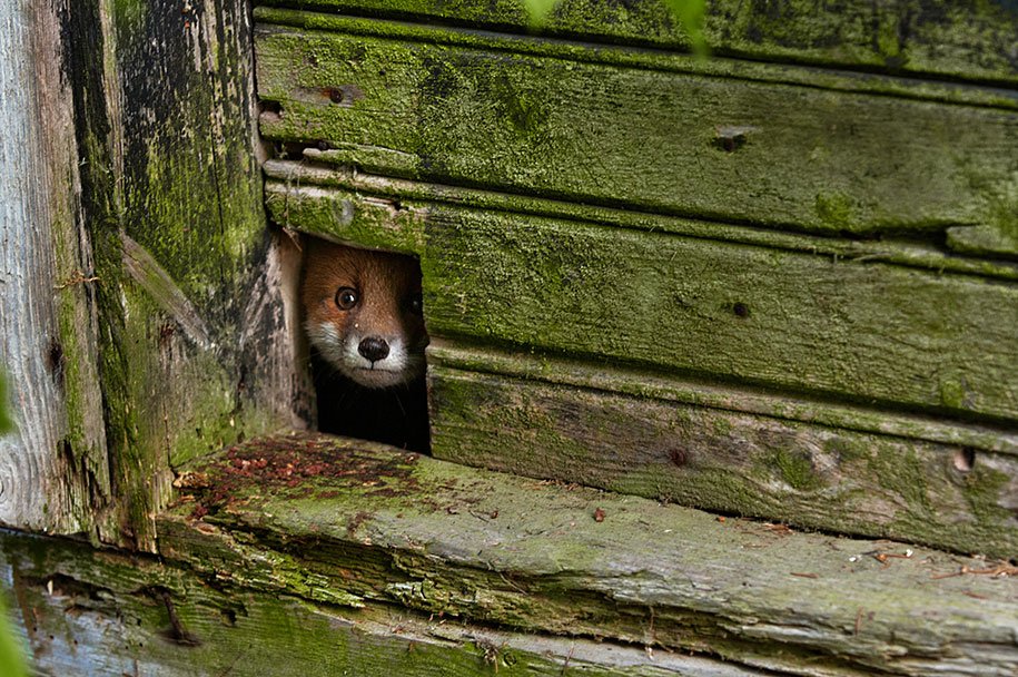 Wild Fox