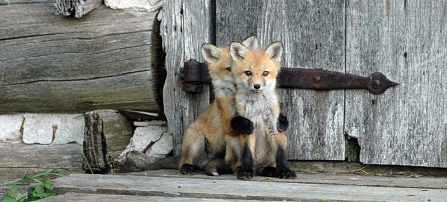 Wild Foxes