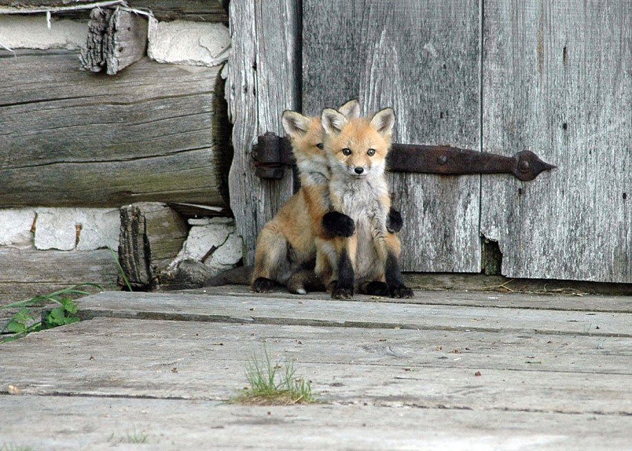 Wild Fox