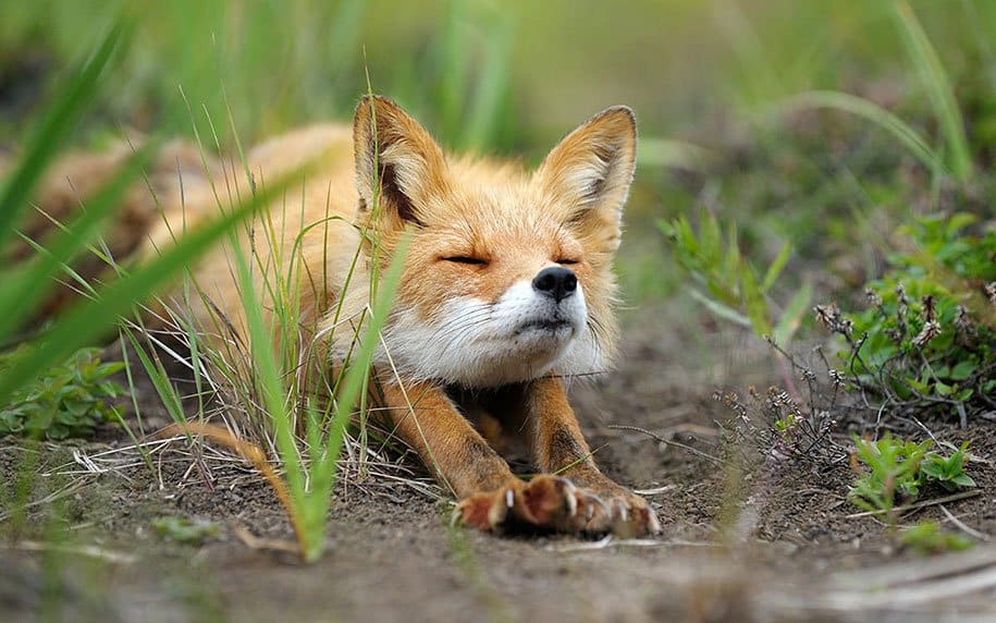 Wild Foxes