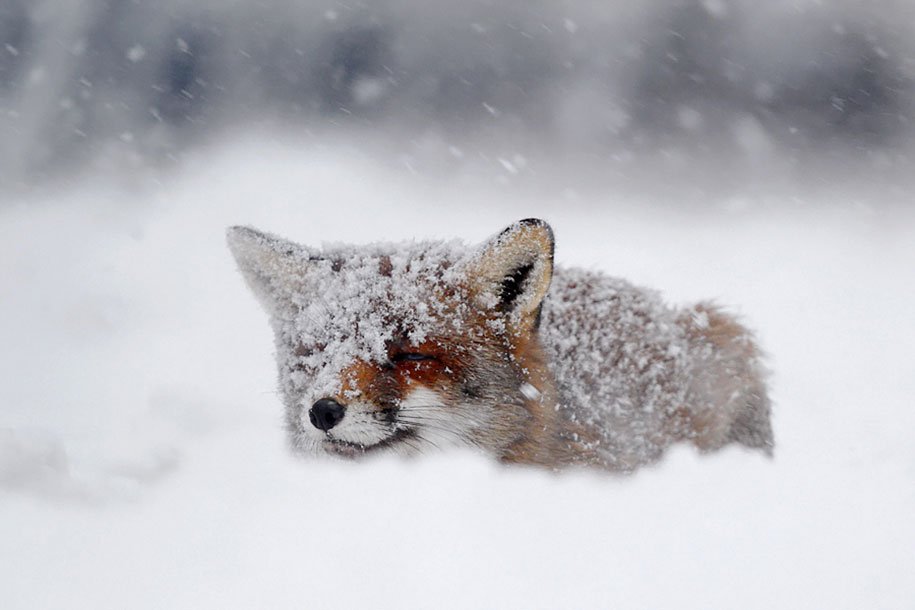 Wild Foxes
