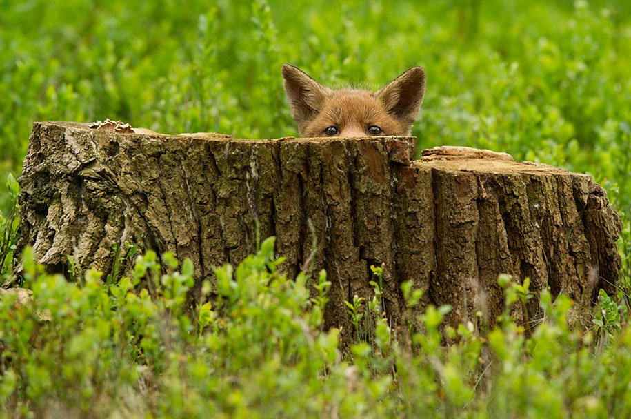 Wild Fox
